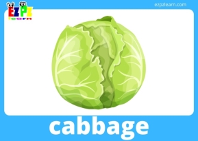 C:\Users\Valera\Downloads\cabbage vegetables flashcard with words .jpg
